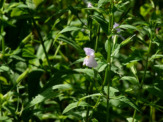 {Mimulus ringens}